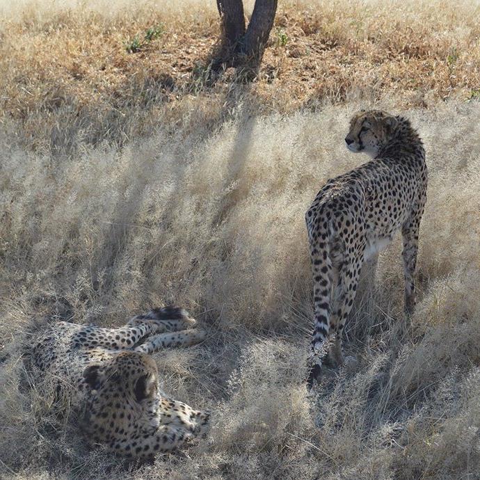 Two cheetahs in grassland